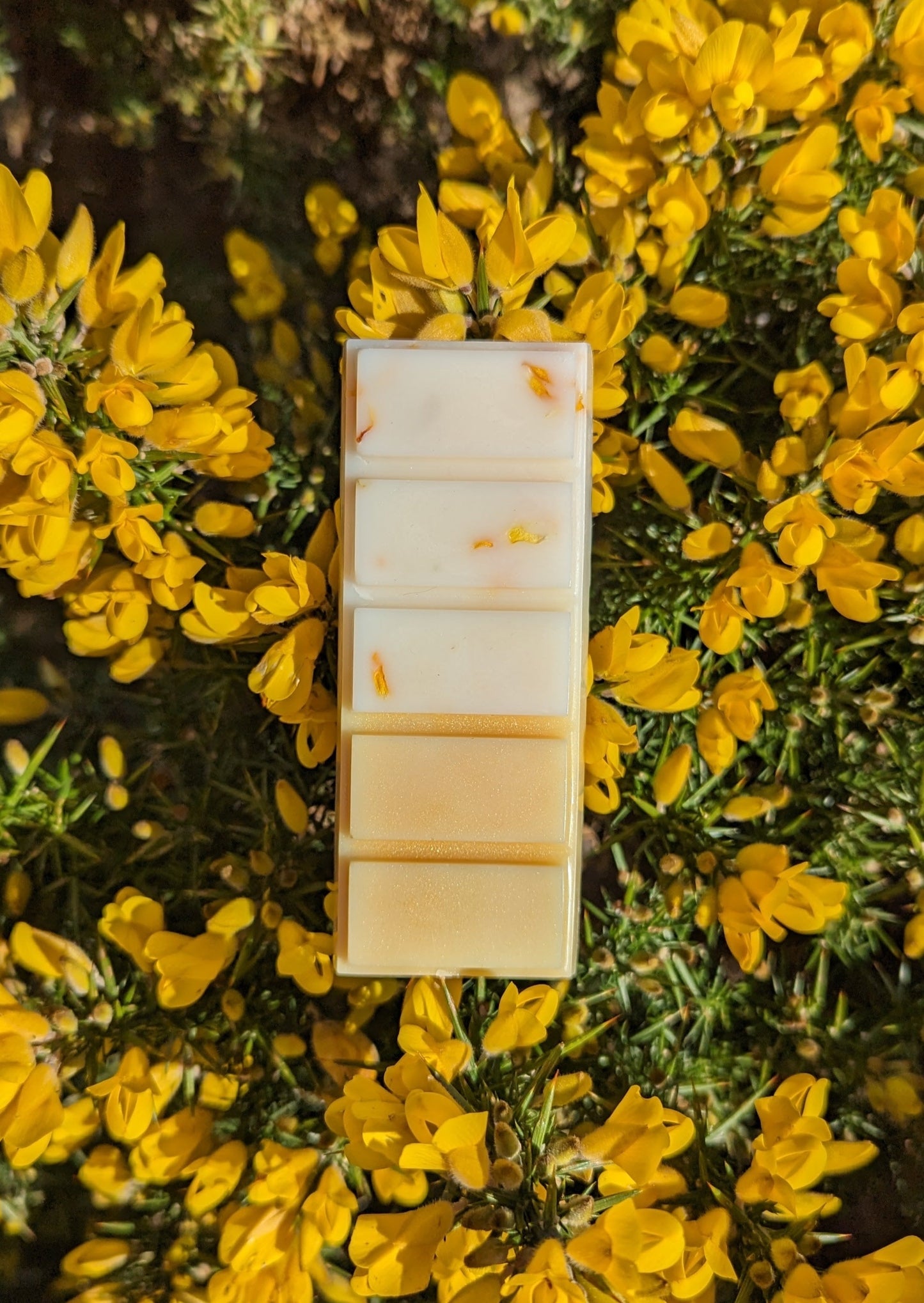 Golden Gorse Wax Melt Snap Bar lying on a bed of Gorse flowers.